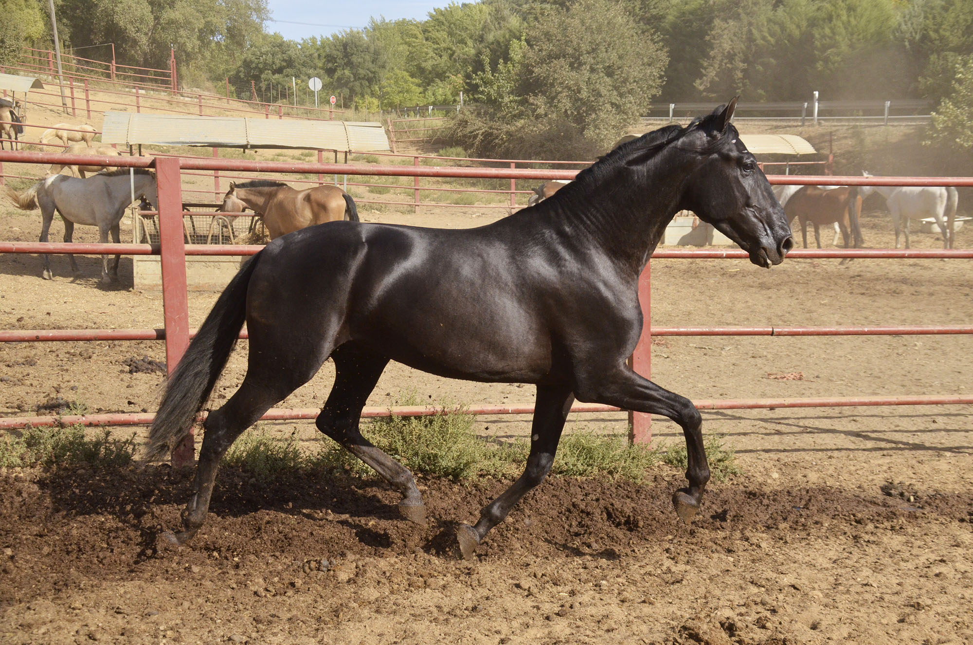 Caballo en Venta
